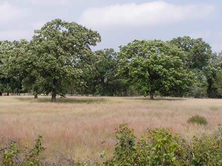 Wild River State Park
